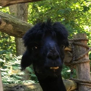 Meet your Posher, Joseph